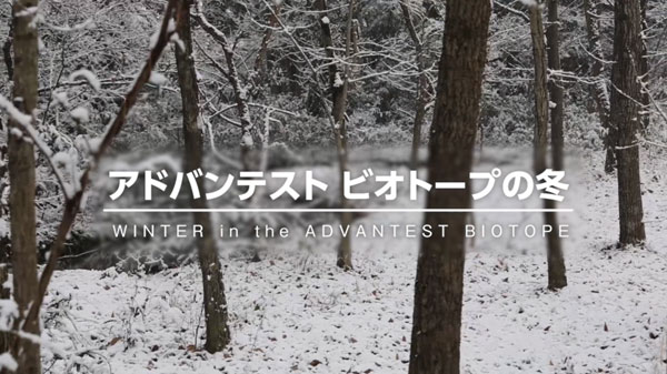 動画を見る