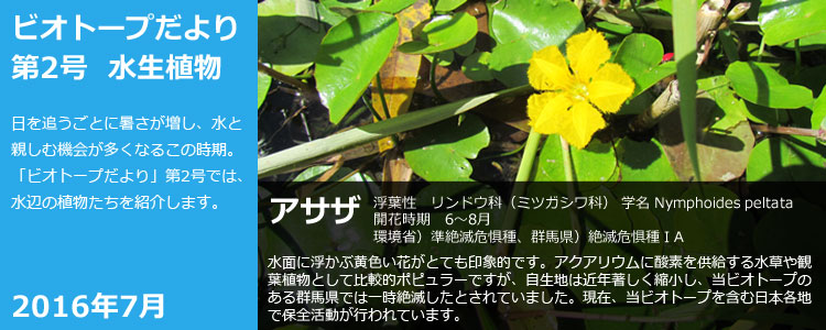 ビオトープだより 第2号 水生植物 日を追うごとに暑さが増し、水と親しむ機会が多くなるこの時期。 「ビオトープだより」第2号では、水辺の植物たちを紹介します。 2016年7月 アサザ 浮葉性 リンドウ科(ミツガシワ科) 学名 Nymphoides peltata 開花時期 6~8月 環境省)準絶滅危惧種、 群馬県)絶滅危惧種 IA 水面に浮かぶ黄色い花がとても印象的です。アクアリウムに酵素を供給する水草や観葉植物として比較的ポピュラーですが、自生地は近年著しく縮小し、当ビオトープのある群馬県では一時絶滅したとされていました。 現在、当ビオトープを含む日本各地で保全活動が行われています。
