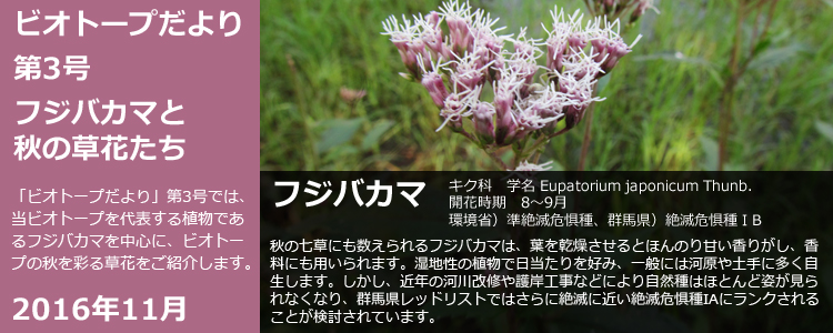 ビオトープだより 第3号 フジバカマと秋の草花たち 「ビオトープだより」第3号では、当ビオトープを代表する植物であるフジバカマを中心に、ビオトープの秋を彩る草花をご紹介します。 フジバカマ キク科 学名 Eupatorium japonicum Thunb. 開花時期 8~9月 環境省)準絶滅危惧種、 群馬県)絶滅危惧種 IB 秋の七草に数えられるフジバカマは、葉を乾燥させるとほんのり甘い香りがし、香料にも用いられます。 湿地性の植物で日当たりを好み、一般には河原や土手に多く自生します。 しかし、近年の河川改修や護岸工事などにより自然種はほとんど姿が見られなくなり、群馬県レッドリストではさらに絶滅に近い絶滅危惧種IAにランクされることが検討されています。