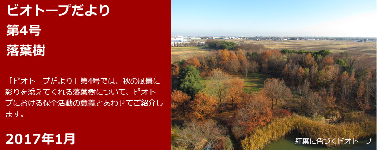 ビオトープだより 第4号 落葉樹 「ビオトープだより」第4号では、秋の風景に彩りを添えれくれる落葉樹について、ビオトープにおける保全活動の意義とあわせてご紹介します。 2017年1月 紅葉に色づくビオトープ