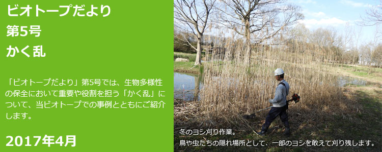 ビオトープだより 第5号 かく乱 「ビオトープだより」第5号では、生物多様性の保全において重要や役割を担う「かく乱」について、当ビオトープでの事例とともにご紹介します。 2017年4月 冬のヨシ刈り作業。鳥や虫たちの隠れ場所として、一部のヨシを敢えて刈り残します。