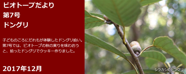 ビオトープだより 第7号 ドングリ 子どものころにはだれもが体験したドングリ拾い。 第7号では、ビオトープの秋の実りを味わおうと、拾ったドングリでクッキーを作りました。 2017年12月 シラカシのドングリ