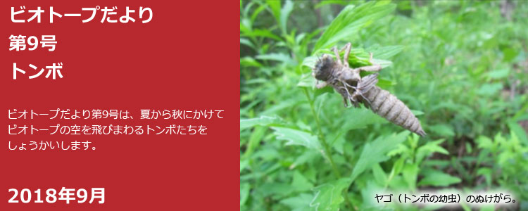 ビオトープだより 第9号 トンボ ビオトープだより第9号は、夏から秋にかけてビオトープの空を飛びまわるトンボたちをしょうかいします。 2018年9月 ヤゴ(トンボの幼虫)のぬけがら。