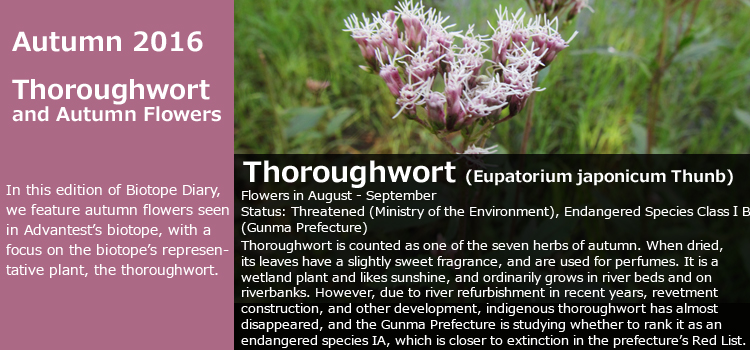 Autumn 2016 Thoroughwort and Autumn Flowers In this edition of Biotope Diary, we feature autumn flowers seen in Advantest’s biotope, with a focus on the biotope’s representative plant, the thoroughwort. Thoroughwort (Eupatorium japonicum Thunb) Flowers in August - September Status: Threatened (Ministry of the Environment), Endangered Species Class IB (Gunma Prefecture) Thoroughwort is counted as one of the seven herbs of autumn. When dried, its leaves have a slightly sweet fragrance, and are used for perfumes. It is a wetland plant and likes sunshine, and ordinarily grows in river beds and on riverbanks. However, due to river refurbishment in recent years, revetment construction, and other development, indigenous thoroughwort has almost disappeared, and the Gunma Prefecture is studying whether to rank it as an endangered species IA, which is closer to extinction in the prefecture’s Red List.