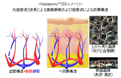 Hadatomo™ Zのイメージ 光超音波2波長による動脈静脈および超音波による皮膚構造 血管構造+動脈静脈 +皮膚構造 上から見た画像(毛穴と血管網)、断面画像(表皮・真皮)