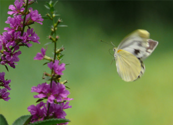 Asian Green-veined White on spiked loosestrife.
