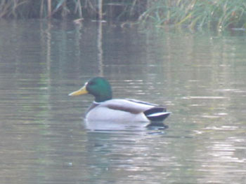 Male mallards are easy to identify by the green plumage on their heads.