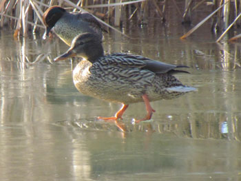 A female mallard walks on the frozen lake. Spot-billed ducks have yellow-tipped bills, but mallards have entirely yellow bills.