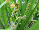 Burr-reed