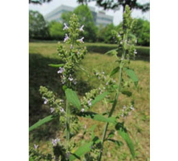Mizokoju (Salvia plebeian)