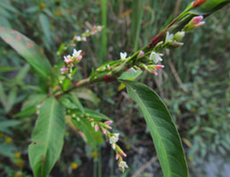 Water Pepper (Persicaria hydropiper)