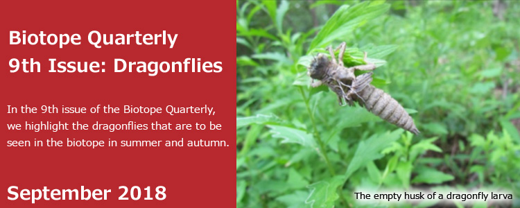 Biotope Quarterly 9th Issue: Dragonflies